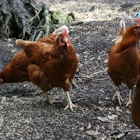 Ferienhof Wroge Wietzendorf Eksteriør billede